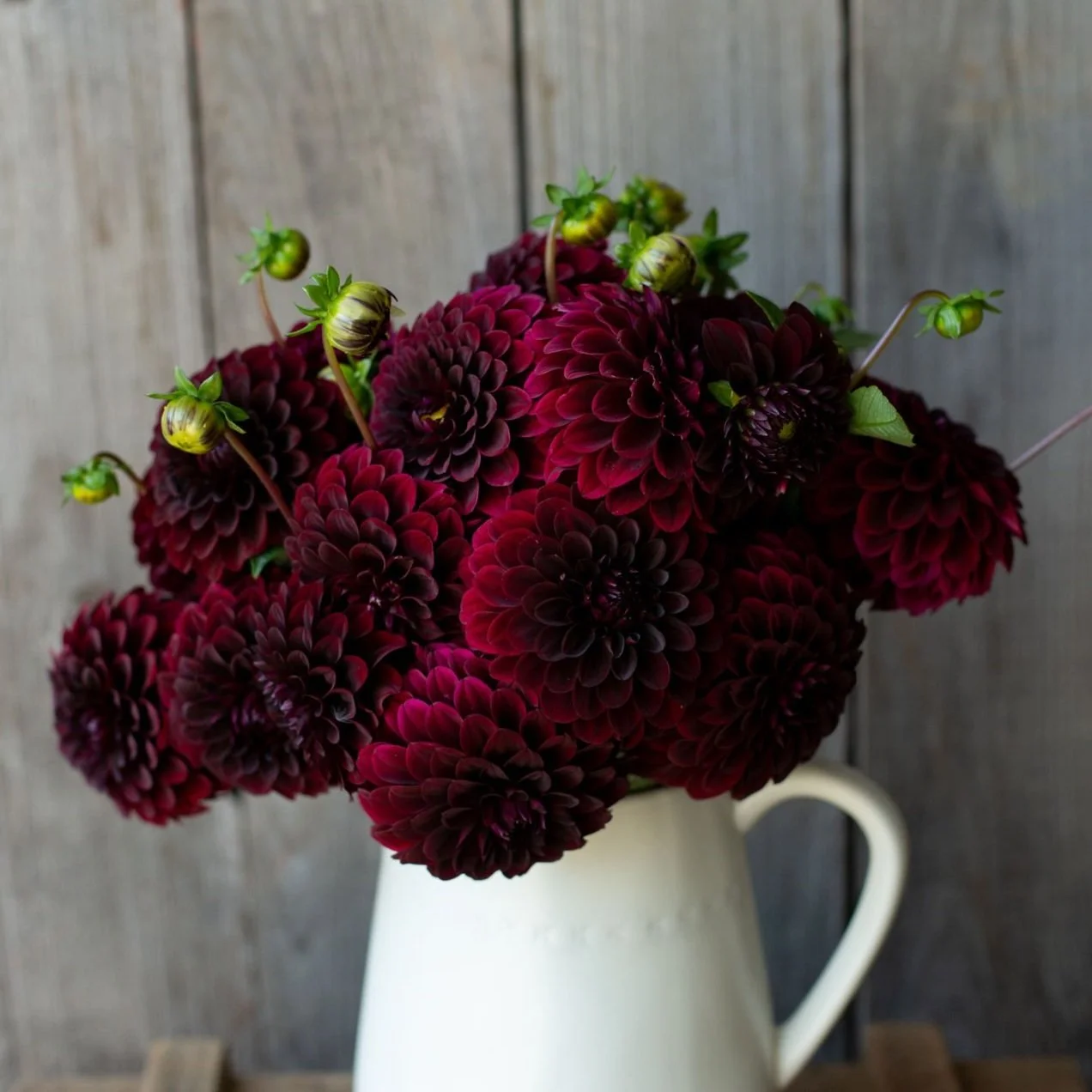 Kogane Fubuki — Pretty Flower Farm